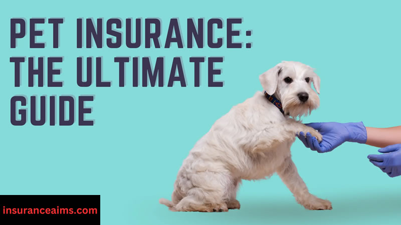 insurance | pet insurance | What is pet insurance 
