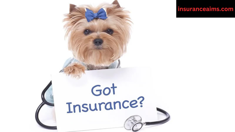 pet insurance for cats | insurance aims | insuranceaims